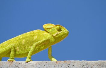 Chameleon - Pexels
